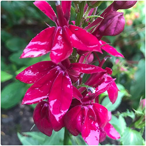 Lobelia x speciosa 'Fan Burgundy' x 5 Large Plug Plants Hardy Perennial