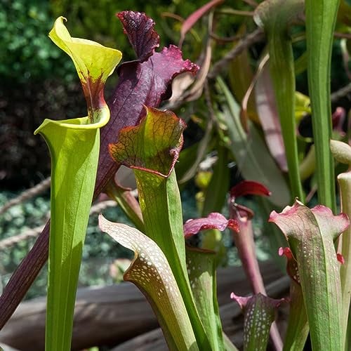 300 pcs kannenpflanze samen - pflanztöpfe deko pflanze kräutergarten,Nepenthes mirabilis,Sukkulenten sukkulente succulent plants,fleischfressende pflanzen balkonpflanzen winterhart