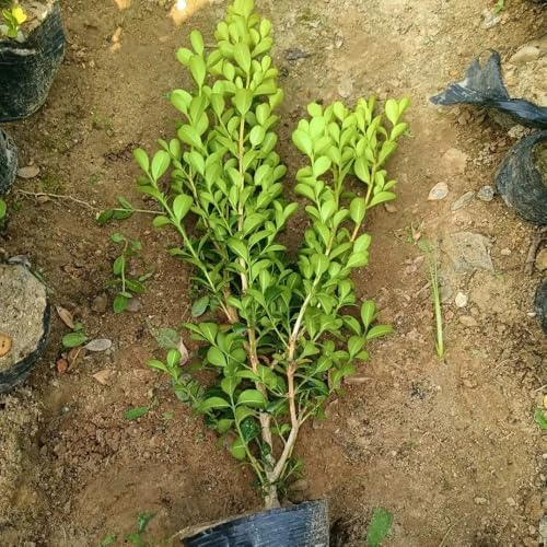 50 pcs Buchsbaum Samen winterharte pflanzen für garten Spindelstrauch Winterhart Samen heckenpflanzen winterhart balkonpflanzen winterhart, sträucher zimmerpflanzen echt samen, winterharte