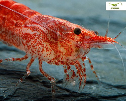 10 Rote Zwerggarnelen + Mainfeed - Futter Dose - Red Fire Garnele - Neocardina davidi 'Red'