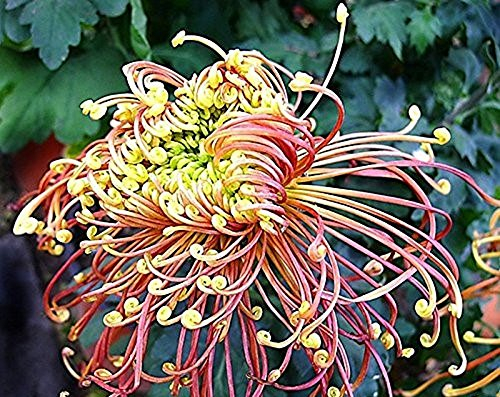 Samen Markt Seltene Japan Spinne Chrysanthemen Blumen-Samen, Profi Pack 100 Samen/Pack, sehr schöne Garten-Blumen