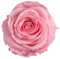 Générique VERDISSIMO Rose éternelle stabilisée Tige 55cm Diamètre 5 à 5,5cm (1, Rose Pastel)