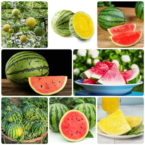 500 Pcs Wassermelone Samen Bio - Frisches Obst Deko Wohnzimmer, Citrullus Lanatus, Bonsaibaum Hochbeet Samen, Hydrokultur Pflanzen Zimmerpflanzen, Samen Topf Pflanze Baumsamen Pflanzen