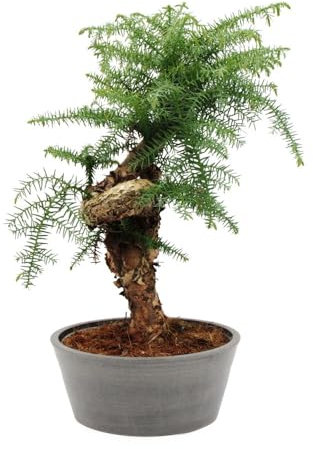 Bonsai - Araucaria cunninghamii - Vaso per camera da letto - Araucaria Nuova Guinea, altezza ca. 65 cm, ciotola in plastica effetto cemento