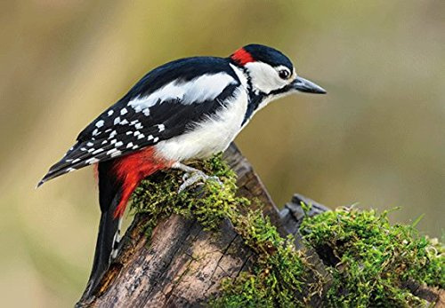 3 D Ansichtskarte Buntspecht, Postkarte Wackelkarte Hologrammkarte Tier Vogel Gartenvogel Specht