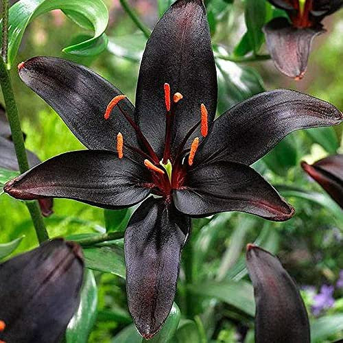2 Piezas Reliquia Negra Lirios Bulbos Flores Exóticas Para Jardín Balcón Patio Plantación Crecimiento Vertical Al Aire Libre Brinda Disfrute Visual