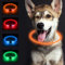 SONNIG LED Hundehalsband Leuchtend, Leuchthalsband Hund Aufladbar und Verstellbares mit 3 Lichtmodi, Sicher für Kleine, Mittlere und Große Hunde bei Nacht, Orange