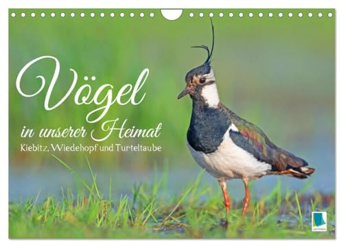 Vögel in unserer Heimat: Kiebitz, Wiedehopf und Turteltaube (Wandkalender 2026 DIN A4 quer), CALVENDO Monatskalender: Nahaufnahmen lassen das Herz jedes Vogelfreundes höher schlagen (CALVENDO Tiere)
