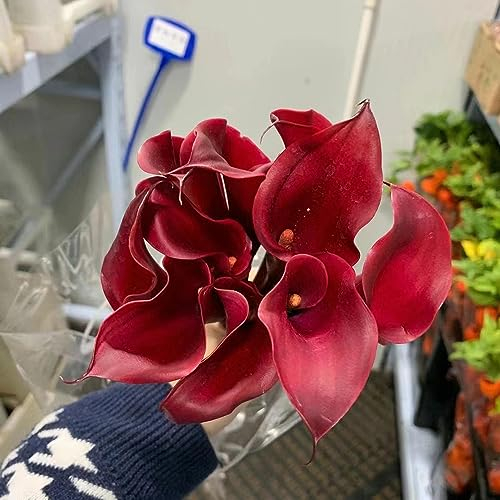 5 Pcs Calla Zwiebeln, Pflanzen Für Sonnige Plätze, Garten Pflanzen Winterharte Calla Lilien Zwiebeln, Zantedeschia Aethiopica, Garten Geschenk Zwiebeln Frisch, Blumenzwiebeln Frühblüher