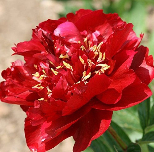 Edelpfingstrose Buckeye Belle - Paeonia lactiflora