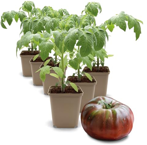 FLORTUS Fleischtomatenpflanze Black Krim (Tomatenpflanzen), Menge:6 Pflanzen