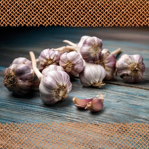 FLORTUS – Winterpflanzknoblauch Ljubascha 250 g zertifiziertes Pflanzgut, keine Samen – Knollengröße 40-50 mm – winterhart, intensiv-scharfer Knoblauch aus Ukraine