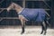 Kentucky Walker Rug Führanlagendecke 160 g Größe: 145 Farbe: Navy