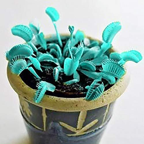 Blau: 100 Stück Regenbogen Venus Fliegenfalle Samen Nepenthes Gras Zier Balkon Bonsai Pflanzen Blumen Dionaea Muscipula Magnoliophyta