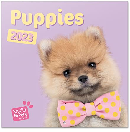 Grupo Erik Wandkalender 2023, Studio Pets Puppies Wandkalender, Welpen Kalender zum Aufhängen, Kalender 2023 Wandkalender, Familienkalender 2023, offizielle Lizenz, FSC zertifiziert