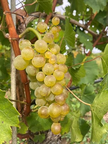 Bianca – robuste und winterharte Tafeltraubenrebe | Süße, feinwürzige Trauben | Ideal für Garten, Balkon & Weinbereitung | 3-jährige getopfte Weinrebe