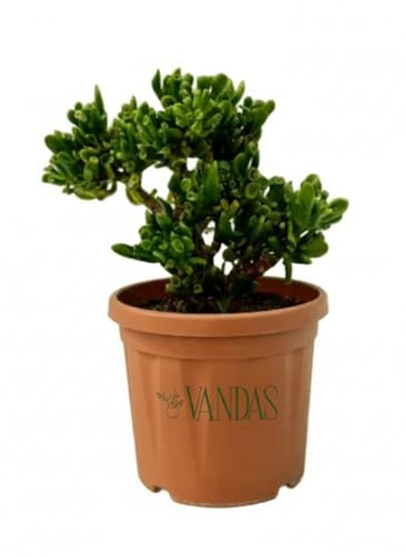 Vandas Crassula Hobbit – Pianta Grassa Succulenta Perenne | Vaso Diametro 20 cm, Altezza 45 cm | Foglie Tubolari con Sfumature Rossastre e Fiori Bianchi | Made in Italy