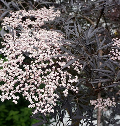 Schwarzer Holunder Black Lace® 30-40cm - Sambucus nigra - lebende Gartenpflanze aus den Baumschulen