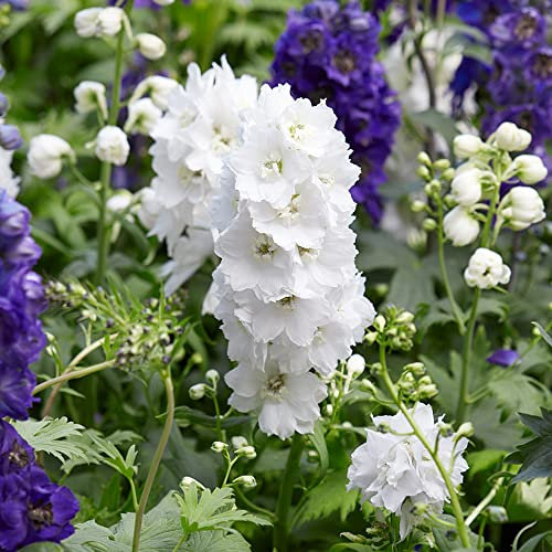 Rittersporn Samen 150 Blumensamen Weiß Delphinium BlüTen Bonsai Samen Garten Geschenke FüR Frauen Balkon Blumen Schnittblumen Samen Bodendecker Samen Winterhart