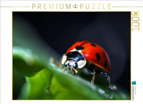 CALVENDO Puzzle Marienkäfer | 1000 Teile Lege-Größe 64 x 48 cm Foto-Puzzle für glückliche Stunden