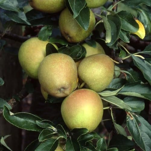 Plant Theory 1.5m Apple Herefordshire Russet Edible Dessert Apple Outdoor Fruit Tree 12L Pot MM106 Rootstock