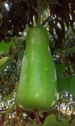 Potseed Germinazione dei Semi: Zucca Bottiglia Asia Breve Estate Opo Squash 20 Semi Freschi Non Trattati