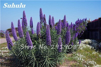 vegherb 18: Misch Echium Vulgare Blumensamen 50 PC Bonsai Distel Baum Pflanzgut Samen Stauden Blumen-Garten-Blumensamen 18