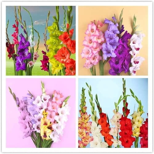 12 Piezas Mezcla Bulbos De Gladiolos Fácil De Plantar Tolerante A La Sequía Proporciona Excelentes Combinaciones De Colores Y Es Ideal Para Decorar Ramos De Flores Cortadas