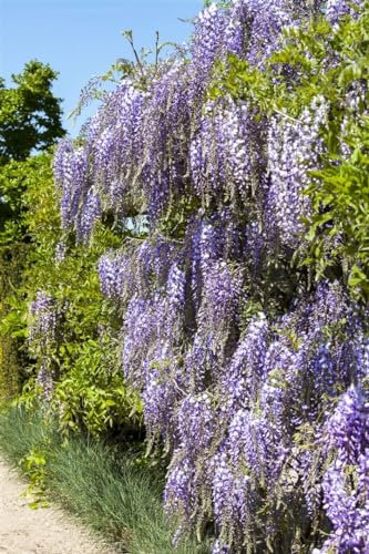 Wisteria floribunda 'Macrobotrys' 40-60 cm – Winterhart, Mehrjährig – Japanischer Blauregen – Kletterpflanze für Pergola & Rankhilfe