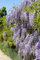 Wisteria floribunda 'Macrobotrys' 40-60 cm - Japanische Blauregen, lange violette Blütentrauben, Blütezeit Mai-Juni, ideal für Pergolen, duftend und winterhart