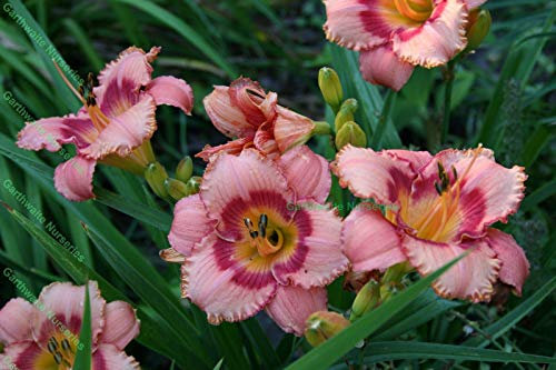 Portal Cool Hemerocallis Erd SüÃŸigkeit Taglilie ntopf 1 Li Sommer Stauden