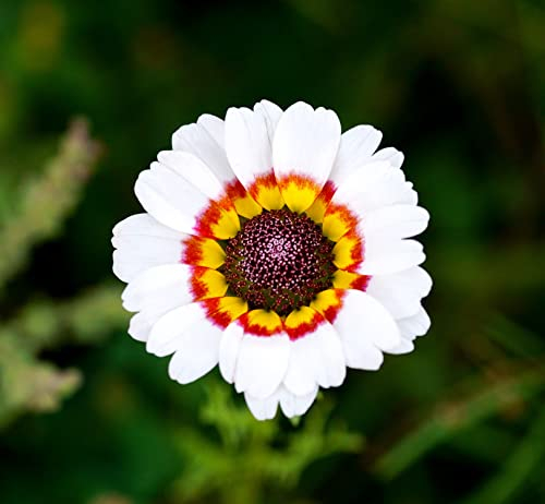 Einjährige Sommermargerite - Chrysanthemum carinatum Cockade - 200 Samen