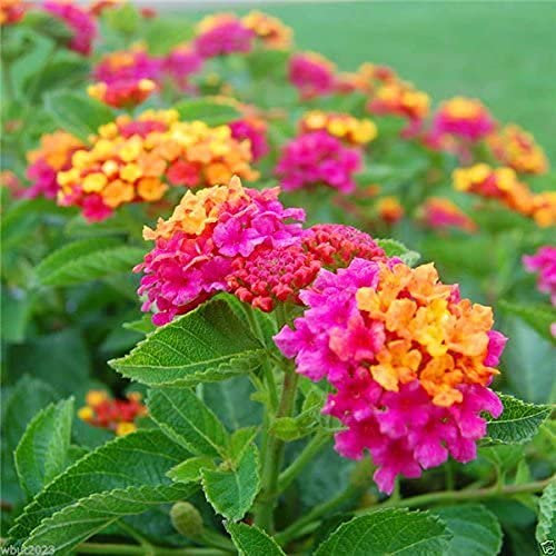 100 Stück Friedenslilie Semi di Fiori Spathiphyllum