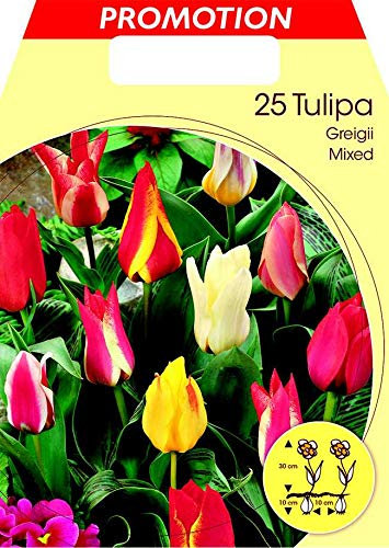 Flora Elite 032530 Tulpe Greigii Mischung (25 Stück) (Tulpenzwiebeln) (Großpackung)