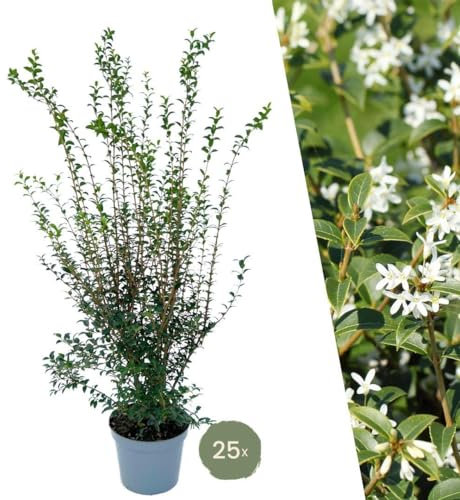 Falso Agrifoglio H125cm per 10 metri lineari di siepe 10x12L