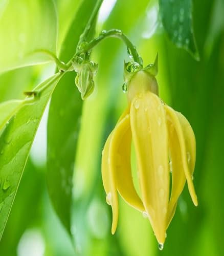 100 semi di fiori di ylang freschi e nuovi