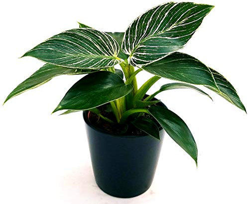 POWERS TO FLOWERS - PHILODENDRON BIRKIN WHITE MEASURE, pianta vera