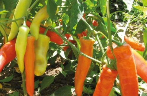Stk - 25x Pfeffer Hungarian Yellow Hot Wax EKO Gemüse Garten Pflanzen - Samen K279 - Seeds & Plants Shop by Ipsa