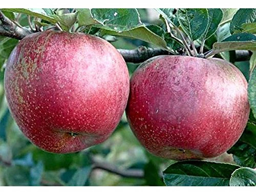 1 PIANTA di MELO ANNURCA Albero da FRUTTO Matura AD Ottobre