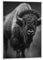 artboxONE Poster mit weißem Rahmen 18x13 cm Natur Tiermotiv Bison - Bild wandbild Bison Animal Print Bison Wall Art