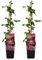 Bloomique - 2er-Set - Clematis Ville de Lyon - Waldrebe - Dunkelrosa - Kletterpflanzen - Gartenpflanzen - Winterhart - Topf 15 cm - 70-80 cm hoch