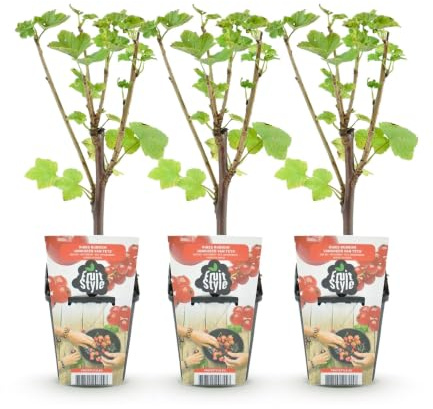 GreenboutiQ - Obstpflanzen - Rote Johannisbeere - Ribes rubrum Jonkheer van Tets - Winterhart - 3 Pflanzen - Topf 9 cm - Rote Johannisbeere