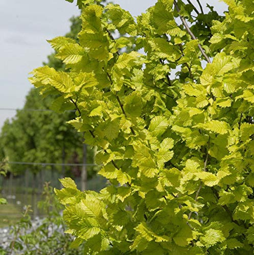 Goldulme 80-100cm - Ulmus carpinfolia - lebende Gartenpflanze aus den Baumschulen