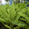 100 pcs schwertfarn hängend samen, Nephrolepis auriculata, blumenwiese, topfpflanzen echt schwertfarn zimmerpflanze echt garten pflanzen, steingarten pflanzen blüten, kräuterbeet samen