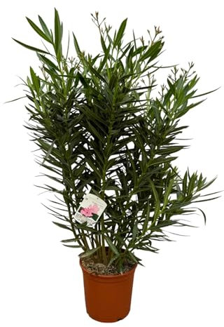 Laurel de rosa – Nerium Adelfa Arbusto con flores blancas – 160 cm – 32 cm de diámetro