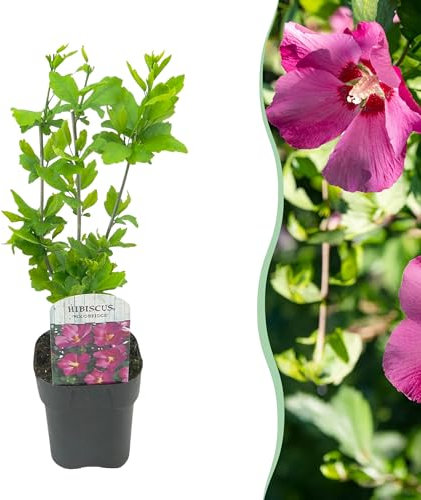 Arbusti - Hibiscus syriacus Woodbridge - Fiore rosa - 1 pianta - Deciduo - Bassa manutenzione - 35-45cm - Ø18cm - Pianta da giardino