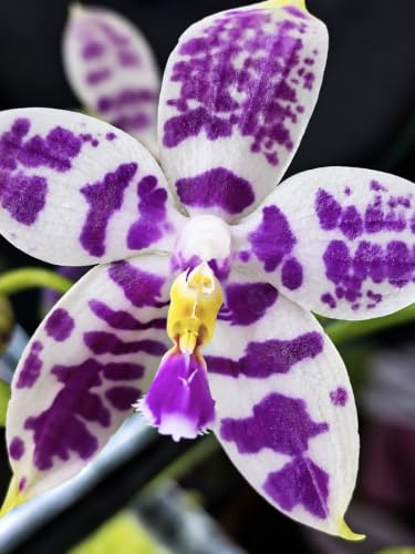 Phalaenopsis Lyndon Mix Zebra, Duftende Novelty Orchidee – Blühstarke Pflanze | Weinrote Blüten Cremegrüne Ränder | Wachsartig | Stark Duftend | Aktuell Ohne Blüte