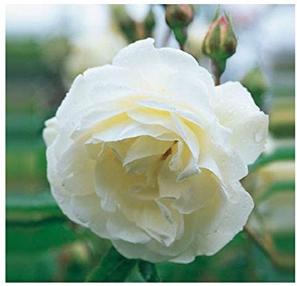 Rosa 'Iceberg' Climbing Rose Potted