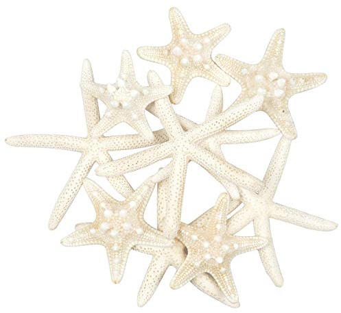 Yixuan LLC Seestern, gemischte Seestern, natürliche, Bunte Muscheln, perfekt für Hochzeit, Strand, Motto-Party, Heimdekoration, Basteln, Aquarium,Fischernetzdeko, 10 Stück (10pcs)
