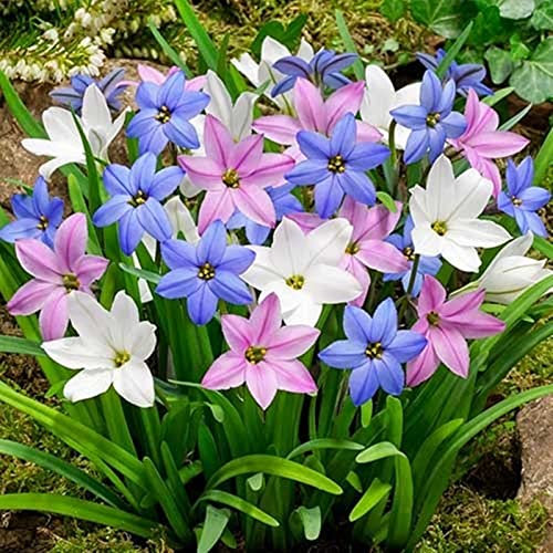 Vale la pena piantare in particolare,Bulbi da fiore perenni,Bulbi di giglio di pioggia,Tesori del giardinaggio-5 Bulbi:Seeds